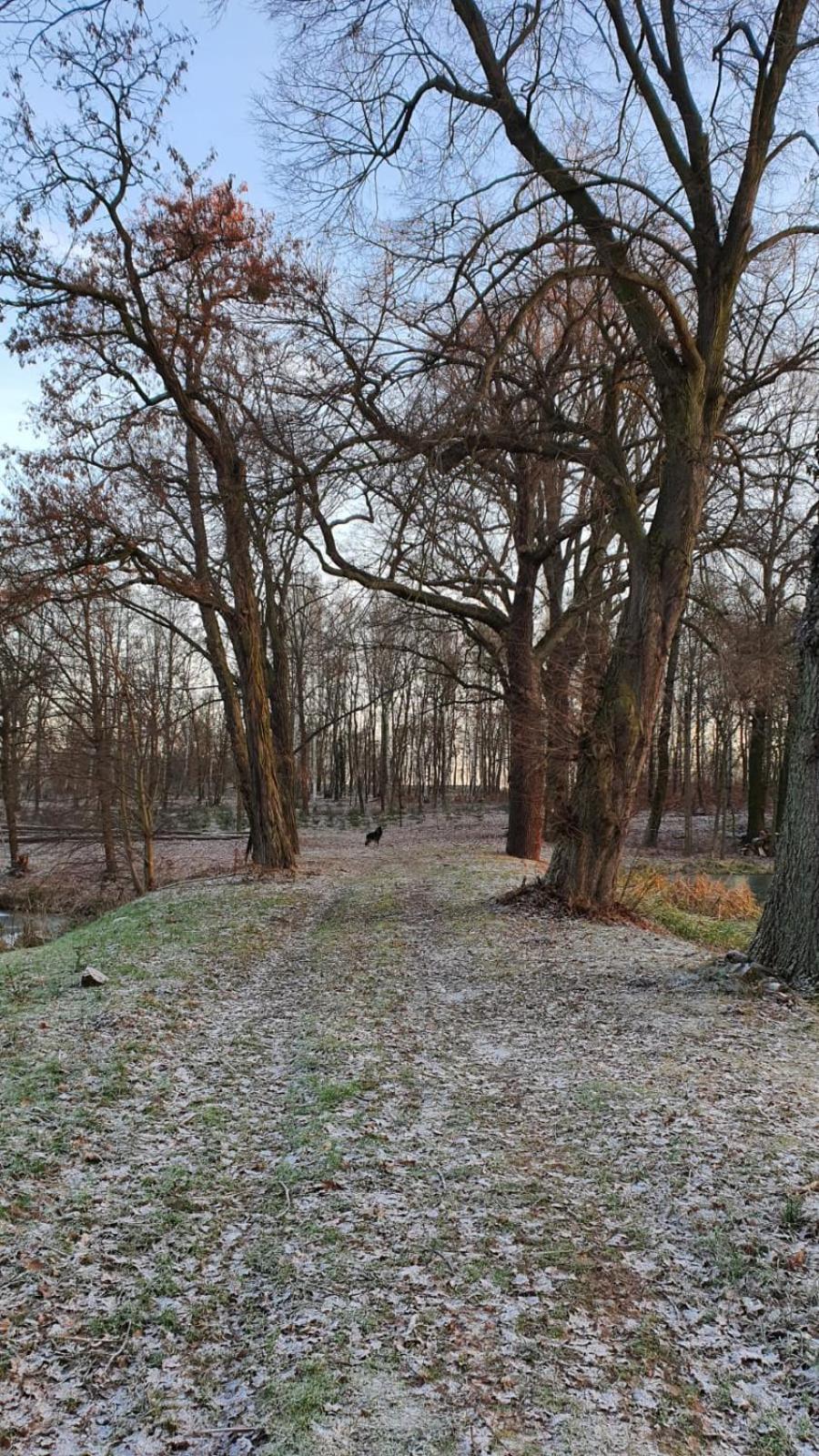 Domki Pod Debami Mojecice Bagian luar foto